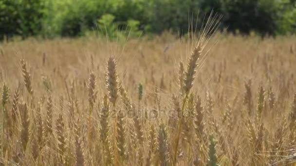 Campo de trigo balanceándose en el viento — Vídeo de stock