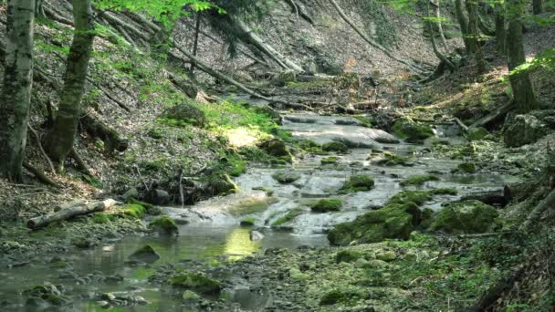 Rivière de montagne de la Crimée — Video