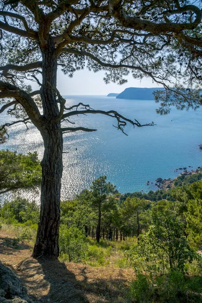 Baia del Mar Nero e pino sulle montagne della Crimea — Foto Stock