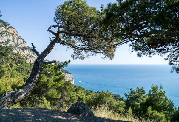 Siyah deniz Körfezi ve çam ağacı Kırım Dağları üzerinde — Stok fotoğraf