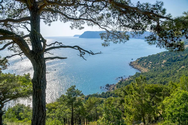 Black Sea Bay och tall på Krim berg — Stockfoto