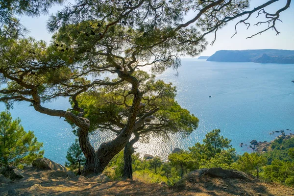 Baía do Mar Negro e pinheiros nas montanhas da Crimeia Fotos De Bancos De Imagens Sem Royalties