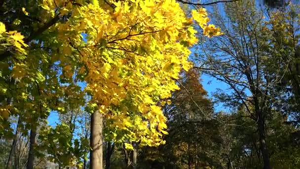 Foglie d'acero giallo autunno su un albero e cielo blu — Video Stock