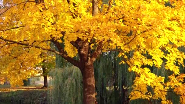 Hermoso árbol de otoño amarillo — Vídeo de stock
