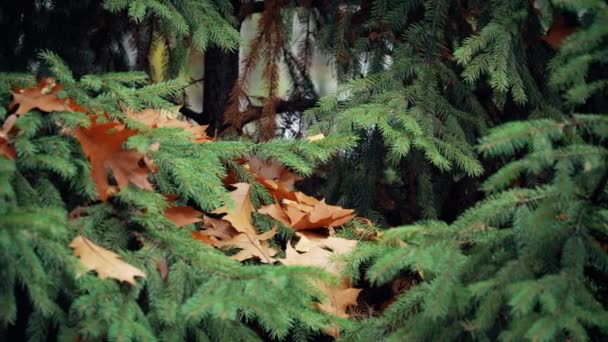 Осенью листья дуба на еловых ветвях — стоковое видео