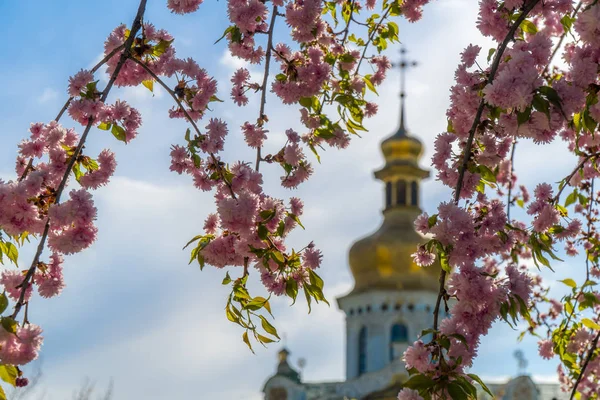 İlkbaharda çiçek açan sakura ağacı
