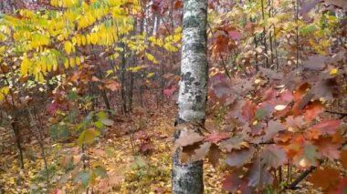 Sonbahar Ormanı Arkaplan Hareketi Kamerası