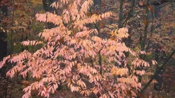 Pink Tree in Autumn Forest Background Motion Cam — Stock Video
