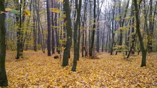 Tapijt van gele bladeren in herfst bos achtergrond bewegingscamera — Stockvideo