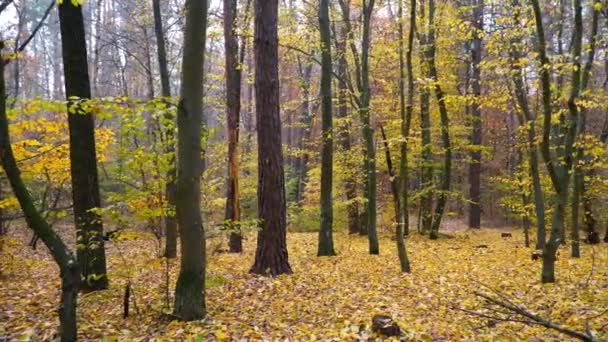 Tapijt van gele bladeren in herfst bos achtergrond bewegingscamera — Stockvideo