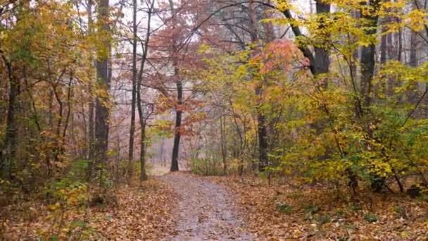 Φθινόπωρο δάσος φόντο κάμερα κίνησης — Αρχείο Βίντεο