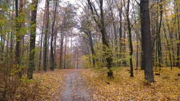 Herfst bos achtergrond bewegingscamera — Stockvideo