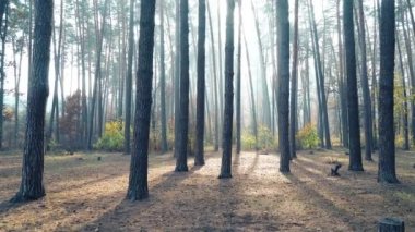 Sonbahar Çam Ormanı Güneşli Arkaplan Hareketli Kamera