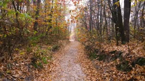 가을 숲 배경 모션 카메라 — 비디오
