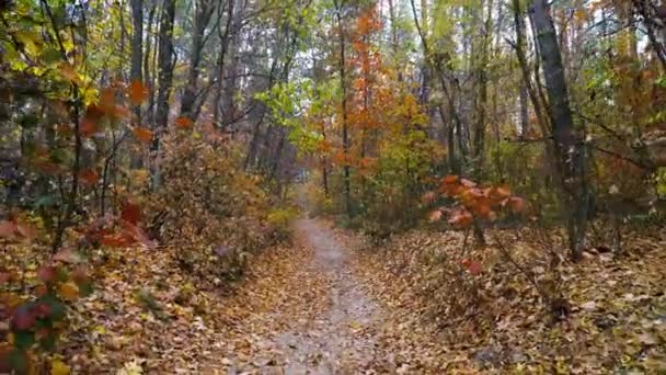 Autunno foresta sfondo motion cam — Video Stock