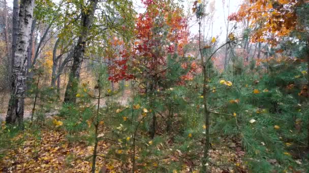 Осінній ліс тло руху Cam — стокове відео
