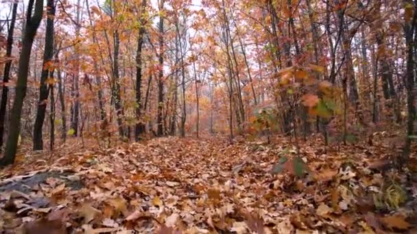 Feuilles de chêne d'automne dans la forêt Contexte Motion Cam 