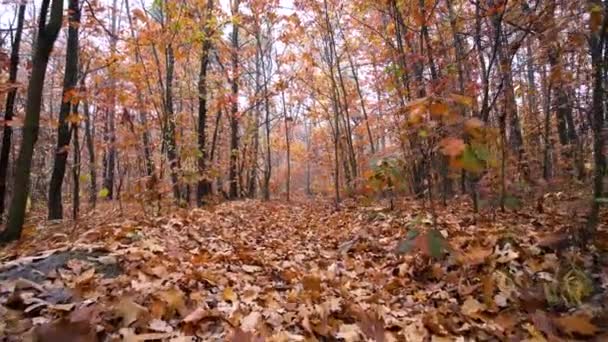 Listy podzimního dubu v pohybové kameře pozadí lesa — Stock video