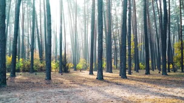 Hösttallskog solig bakgrund rörelse Cam — Stockvideo