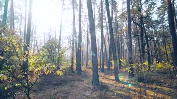 Outono pinho floresta ensolarado fundo movimento Cam — Vídeo de Stock