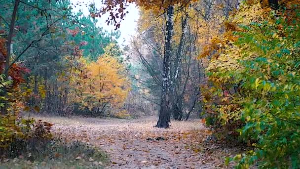 Осінній ліс тло руху Cam — стокове відео