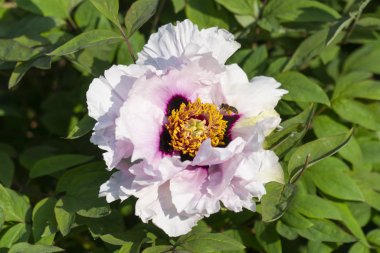 Beyaz çiçek açan şakayık ağacı