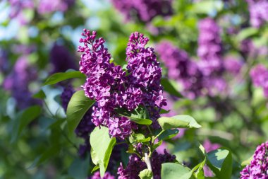 Bahar Çiçekli Leylak Ağacı