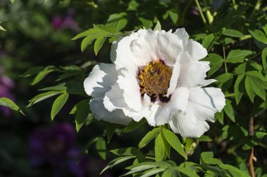 Beyaz çiçek açan şakayık ağacı