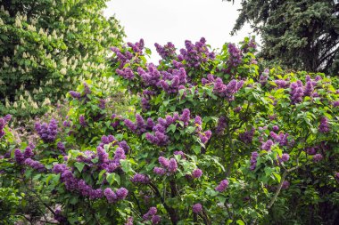 Bahar Çiçekli Leylak Ağacı