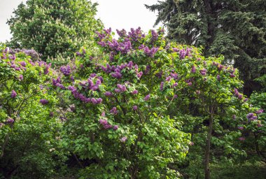 Bahar Çiçekli Leylak Ağacı