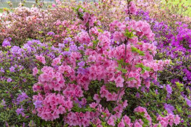 ilkbahar bahçesinde rhododendron çiçekleri
