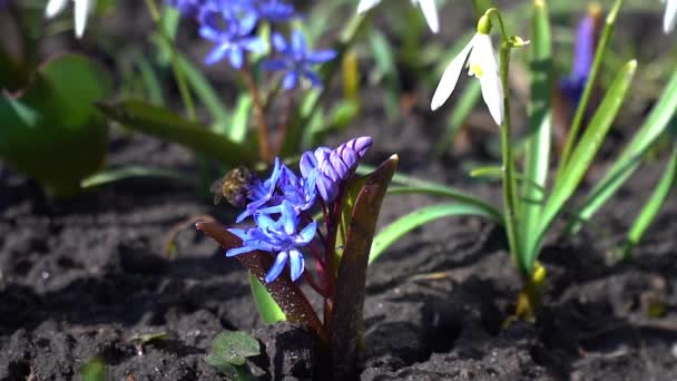 Bee Collects Nectar Primrose — Stock Video