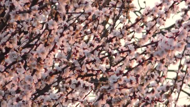 Blooming apricot tree and flying bee — Stock Video