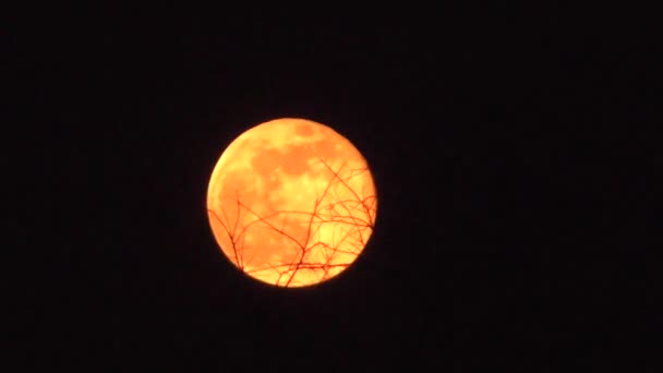 Orange moon and branches timelapse — Stock Video