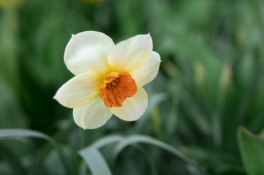 Beyaz Narcissus Çiçeği Bahçedeki Çiçek tarlasında