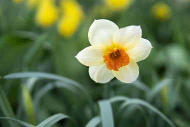 Beyaz Narcissus Çiçeği Bahçedeki Çiçek tarlasında