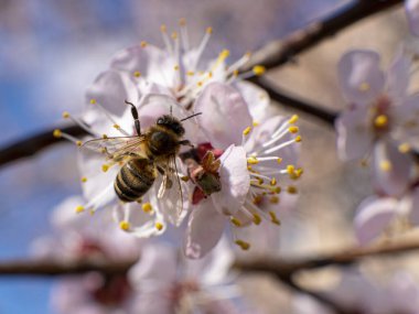 Bahar günü açan kayısı ağacı