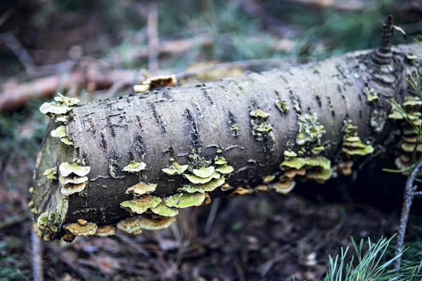 Champignons Poussant Sur Arbre Abattu Dans Une Forêt — Photo