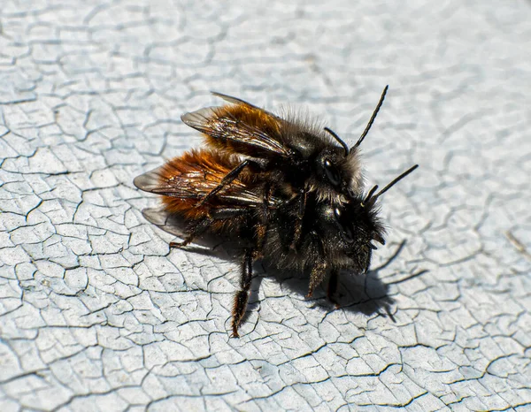 Doble insecto uno se sienta en la parte superior — Foto de Stock