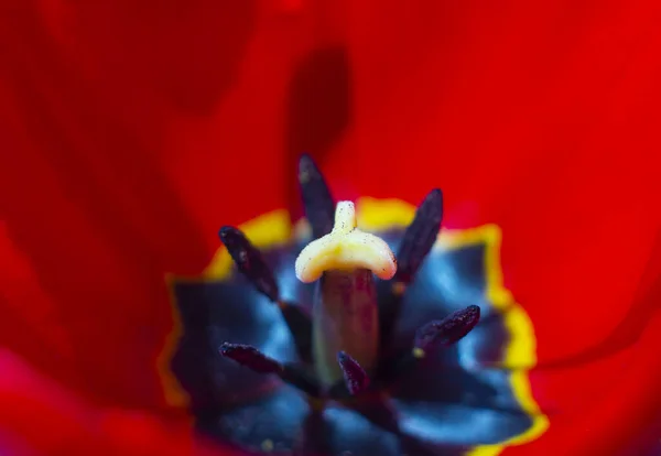 Detailní pohled na tyčinky a pistole z tulipánu — Stock fotografie