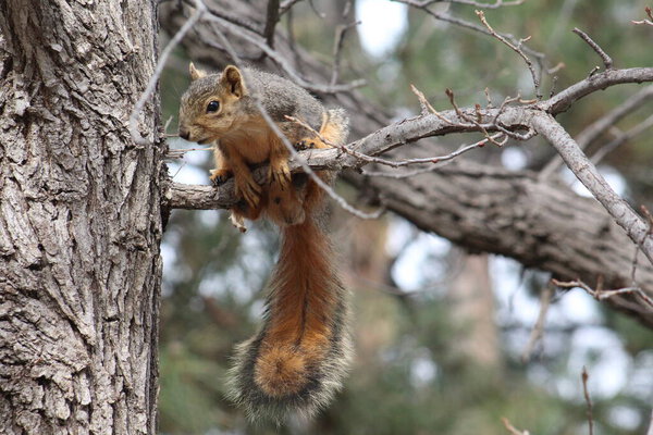 An attacking squirrel in tree, Denver, CO / Una ardilla al ataque, Denver CO.