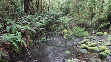 Şili 'nin güneyinde bir orman 