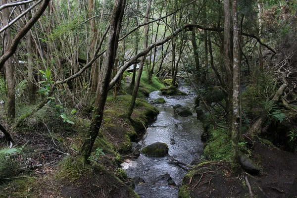 Узкая Река Лесу — стоковое фото