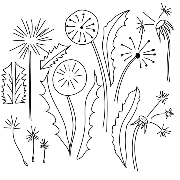 Vector Doodle Set Illustration Dandelion Seeds Design — Stock Vector