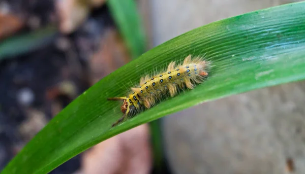 Beautiful Hairy Worm Green Leaf Garden — Stock Photo, Image