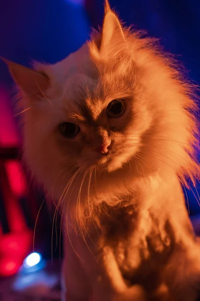 彩色灯光下一只蓬松的安哥拉 西伯利亚修剪过的猫的画像 — 图库照片