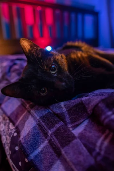 Little Black Kitten Lies Plaid Shirt Light Colored Lights — Stock Photo, Image