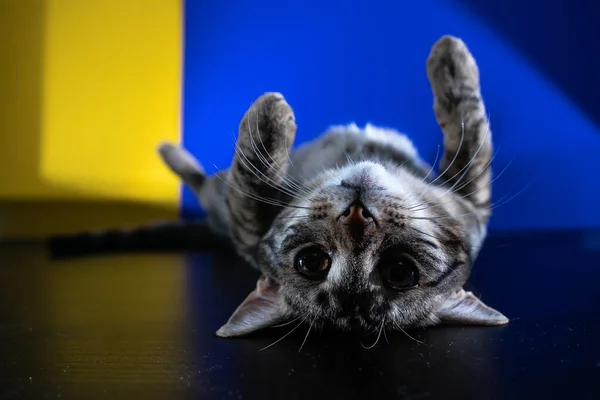 Active Striped Kitten Lies Its Back Table — Stock Photo, Image