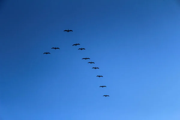 Зграя Пеліканів Високо Небі Проти Вечірнього Неба — стокове фото