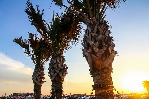 Piękny Zachód Słońca Wzdłuż Drogi Aleją Palmową — Zdjęcie stockowe